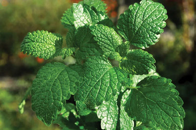 النعناع الفلفلي (Peppermint Extract)